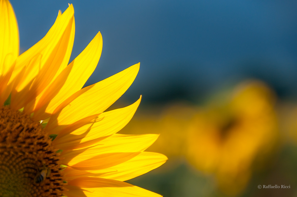Girasole (Castiglione della Pescaia)